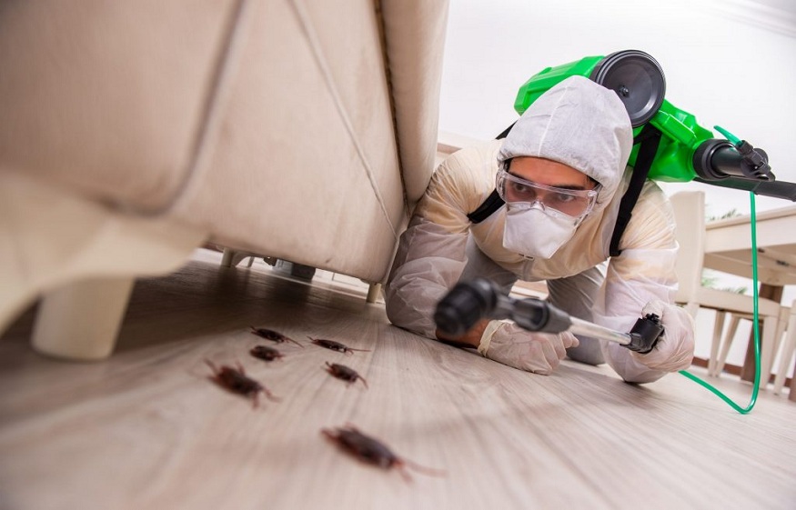Pest Control Services: Know What You Can Do To Prevent Pests