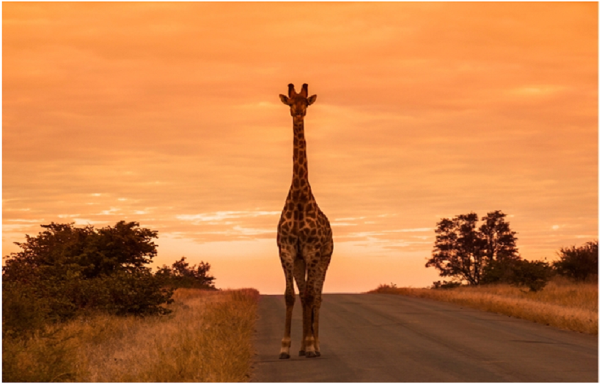 African Wonders: South Africa Tour Packages & Kenya Wildlife Adventures